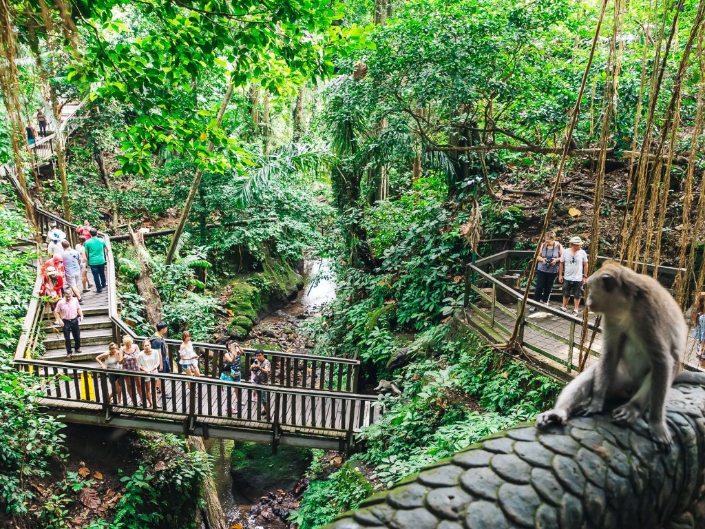 sacred monkey forest ubud bali siang hari hutan tropis monyet bali wisata ubud populer alami