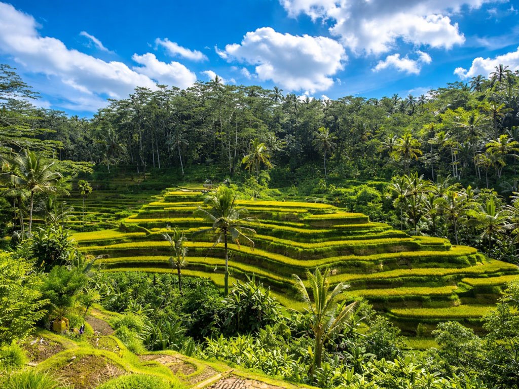 tegalalang rice terrace ubud pagi hari sawah terasering bali pemandangan hijau sunrise ubud bali tanpa keramaian