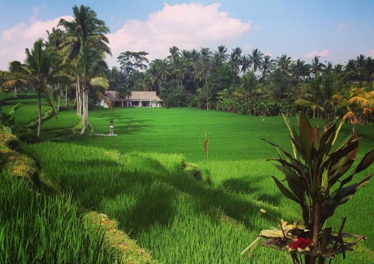 Sewa villa private pool di Bali - Bedroom Beautiful Rice Field Villa — Your Serene Sanctuary in Ubud, Bali – BVI31902